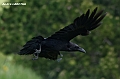 Grand corbeau 2